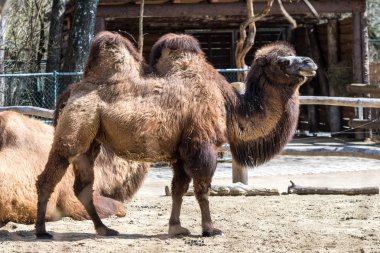 Bactrian deve, Camelus bactrianus Alman bir hayvanat bahçesi