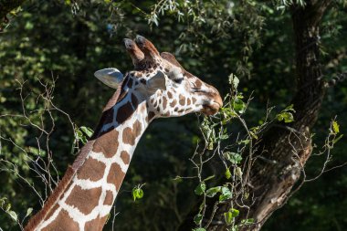 Zürafa, zürafa zürafa Afrika bir memeli olduğu
