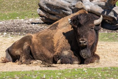 Hayvanat bahçesinde bizon Bizon, Bos bilinen Amerikan buffalo