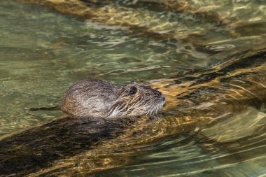 Nehir faresi veya eğitimin olarak da bilinen coypu, Myocastor adatavşanları,