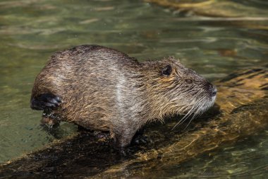 Nehir faresi veya eğitimin olarak da bilinen coypu, Myocastor adatavşanları,