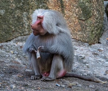Hamadryas babunu, Papio hamadryas babunu familyasından bir