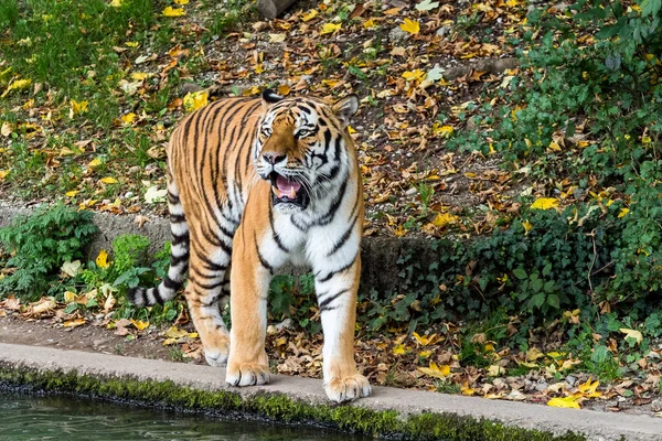 O tigre siberiano, Panthera tigris altaica no zoológico — Fotografia de Stock