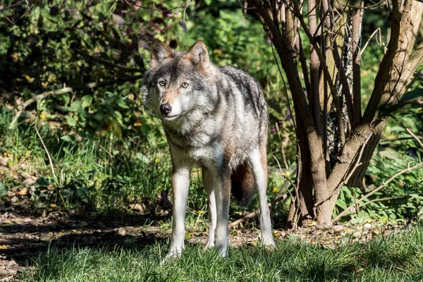 Europese grijze wolven, Canis lupus in de dierentuin — Stockfoto