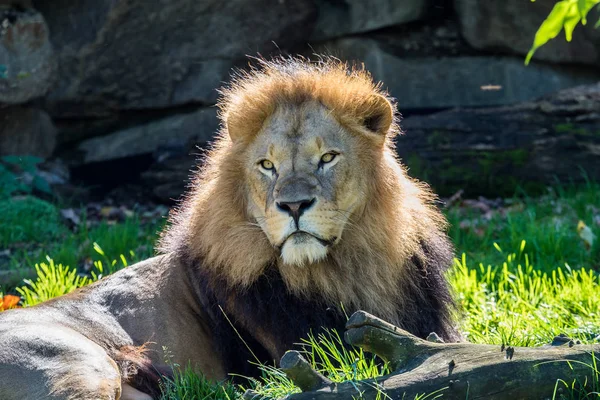 O leão, Panthera leo é um dos quatro grandes gatos do gênero Panthera — Fotografia de Stock