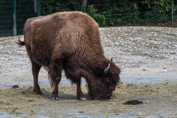 Búfalo americano conocido como bisonte, Bos bisonte en el zoológico — Foto de Stock