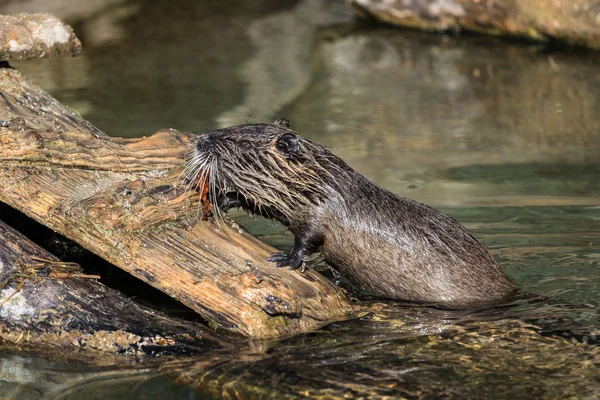 Coypu, Myocastor coypus, also known as river rat or nutria — Stock Photo, Image