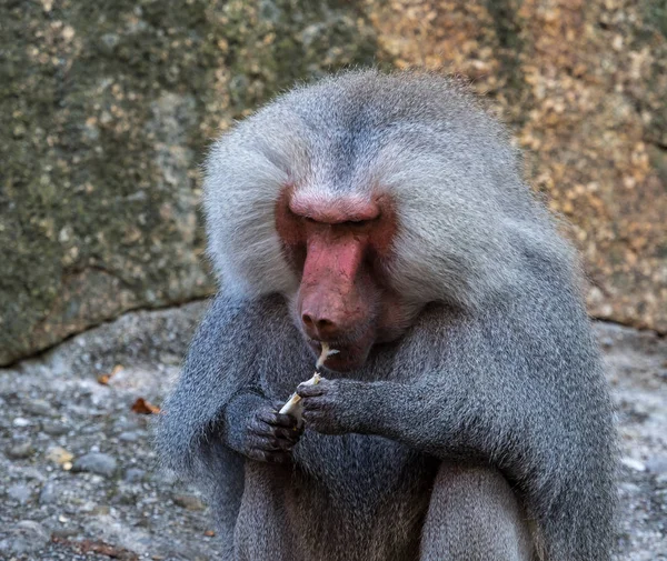 Le babouin des hamadryas, Papio hamadryas est une espèce de babouin — Photo