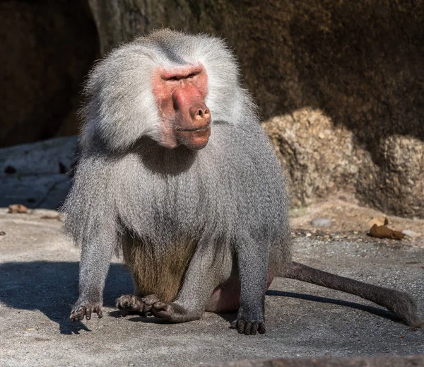 Papio hamadryas é uma espécie de babuíno do gênero "Papio" — Fotografia de Stock