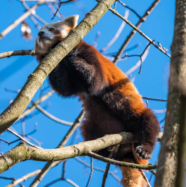 El panda rojo, Ailurus fulgens, también llamado el panda menor . — Foto de Stock