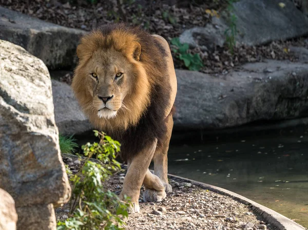 The lion, Panthera leo is one of the four big cats in the genus Panthera — Stock Photo, Image