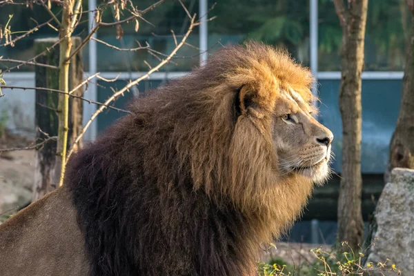 Lev, Panthera leo je jedním ze čtyř velkých koček rodu Panthera — Stock fotografie