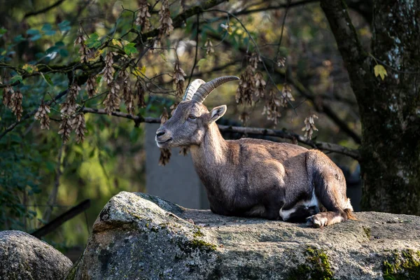 Bouquetin de montagne mâle ou bouquetin capra assis sur un rocher — Photo