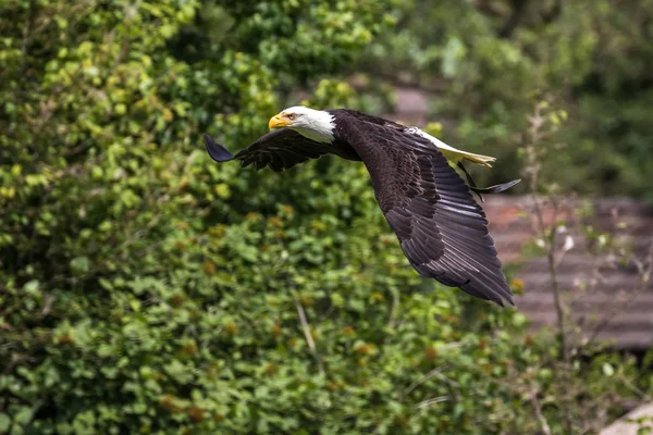 Flygande bald eagle lat. haliaeetus leucocephalus i en park — Stockfoto