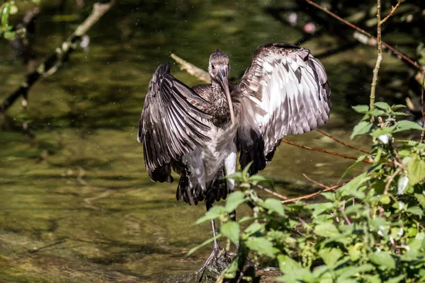 Gassy ibis, Fabgadis falcinellus in a german zoo — стоковое фото