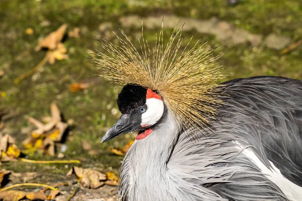 Černý jeřáb, Balearica pavonina v zoo — Stock fotografie