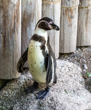 Humboldt pengueni, Spheniscus humboldti Hayvanat Bahçesi
