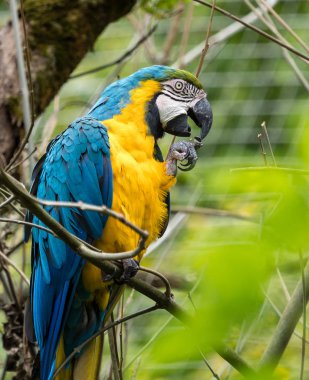 Mavi-sarı ara Ara ararauna büyük bir Güney Amerika papağanı olduğunu.