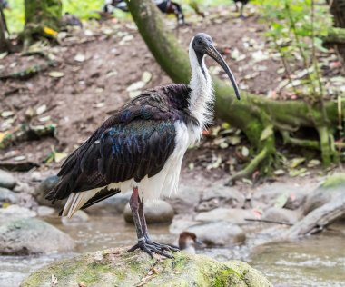 Saman boyunlu aynak Threskiornis spinicollis Hayvanat Bahçesi