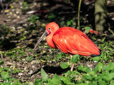 Kızıl aynak Eudocimus ruber. Yaban hayatı hayvan hayvanat bahçesi