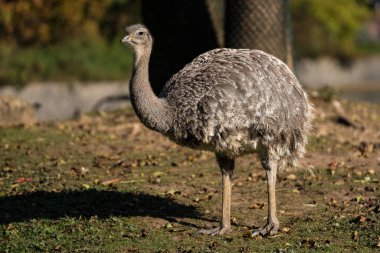 Darwin'in rhea, Rhea pennata olarak da bilinen daha az rhea.