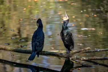 Büyük karabatak, Phalacrocorax carbo onun tüyleri kurutma.