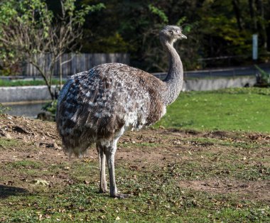 Darwin'in rhea, Rhea pennata olarak da bilinen daha az rhea.