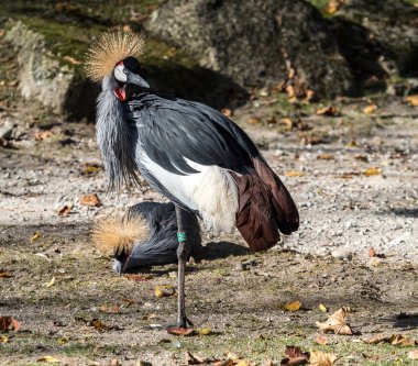 Siyah taç Crane, Balearica pavonina Hayvanat Bahçesi