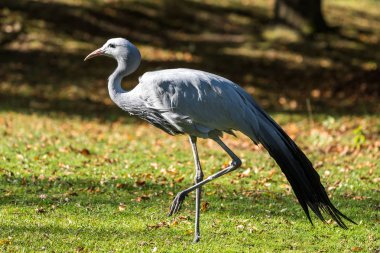 The Blue Crane, Grus paradisea, is an endangered bird clipart