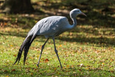 Mavi turna Grus paradisea, nesli tükenmekte olan bir kuştur