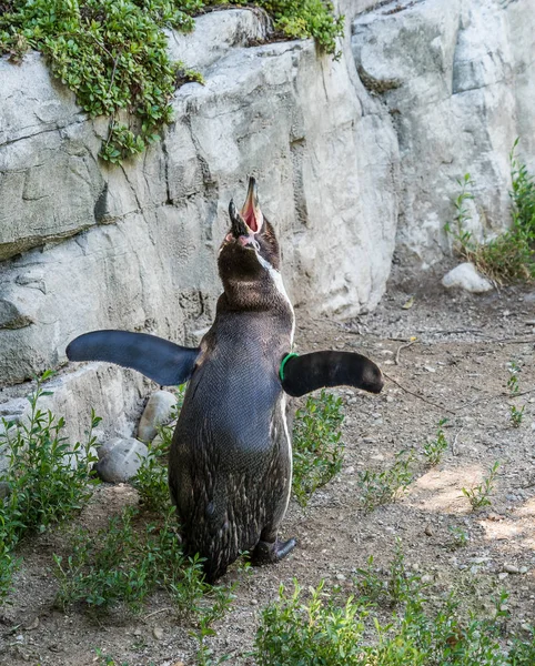 Humboldt Penguin, Spheniscus humboldti in the zoo — Stock Photo, Image