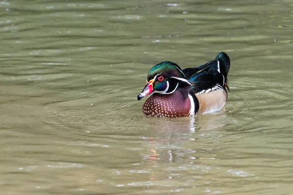 The wood duck or Carolina duck, Aix sponsa is a species of perching duck