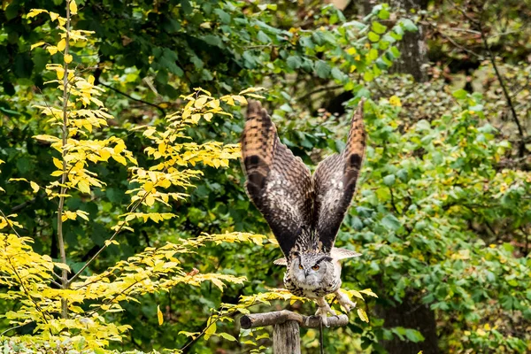 Coruja de águia siberiana, bubo bubo sibiricus. A maior coruja do mundo — Fotografia de Stock