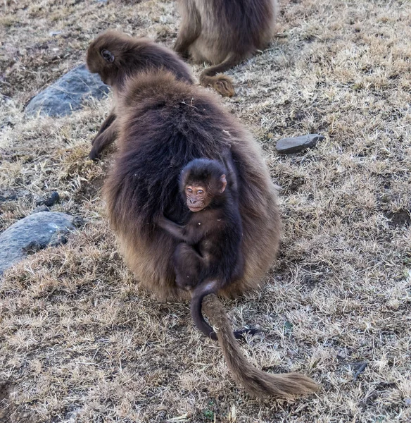 Gelada pávián - testmérete Gelada. Simien hegység Etiópiában — Stock Fotó