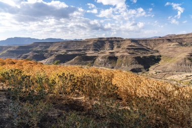 Saflor çiçek alanı arasında Tigray, Kuzey Etiyopya, Afrika