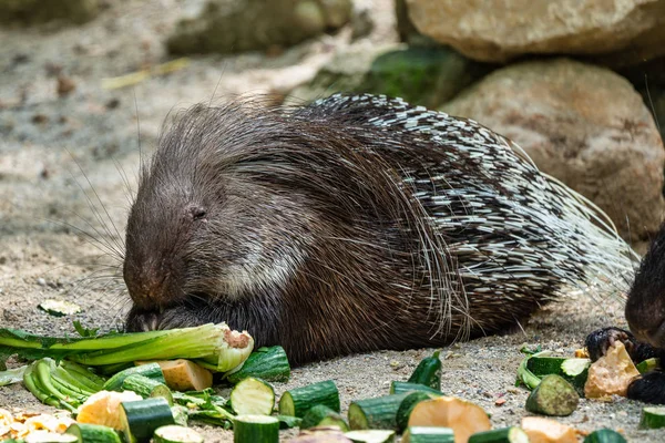 Hint oklu kirpi, Alman bir hayvanat bahçesi Hystrix indica