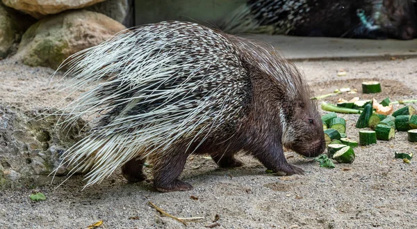 Indische crested Porcupine, Hystrix indica in een Duitse dierentuin — Stockfoto