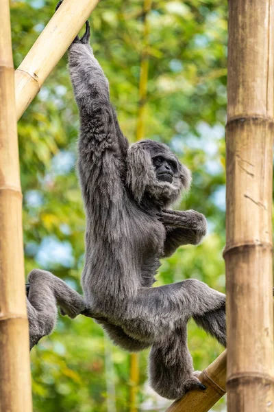 Gibbon argenté, Hylobates moloch dans le zoo — Photo