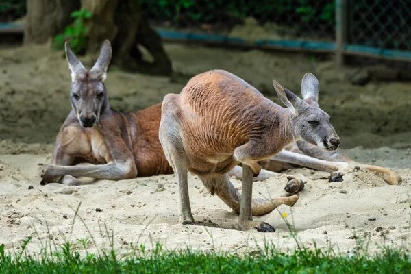 Red kangaroo, Macropus rufus in a german zoo