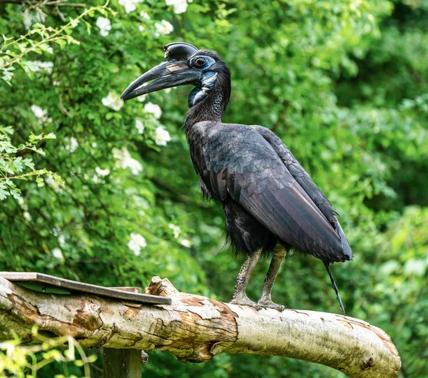 Hornbill Abisinio del Norte, Bucorvus abyssinicus extraño pájaro — Foto de Stock