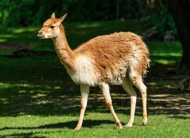 Vicunas, vicugna vicugna, Lama 'nın akrabaları