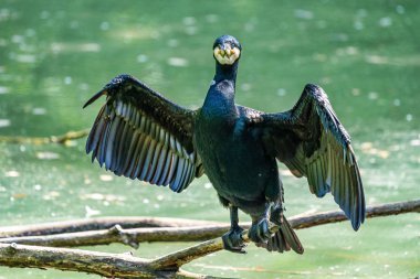 Büyük karabatak, Phalacrocorax karbonhidrat bir dala oturmuş