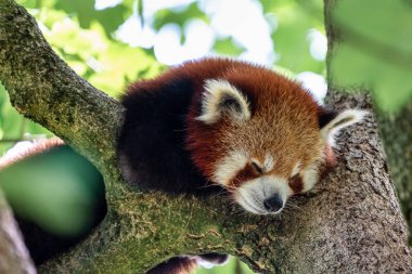 Red panda, Ailurus fulgens, küçük panda olarak da bilinir.