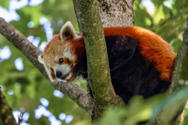 Red panda, Ailurus fulgens, küçük panda olarak da bilinir.