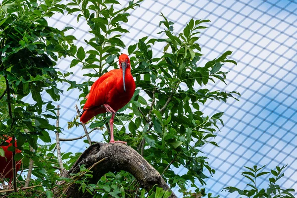 Scarlet ibis, Eudocimus ruber. Animais selvagens no zoológico — Fotografia de Stock