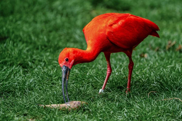 Ibis écarlate, Eudocimus ruber. Animaux sauvages dans le zoo — Photo