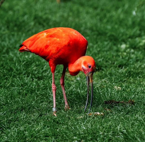 Scarlet ibis, Eudocimus ruber. Animali selvatici nello zoo — Foto Stock