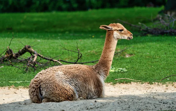 Vicunas, vicugna vicugna, a láma rokonai — Stock Fotó