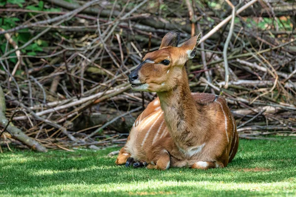 Nyala antilope - tragelaphus angasii. Wildtier. — Stockfoto