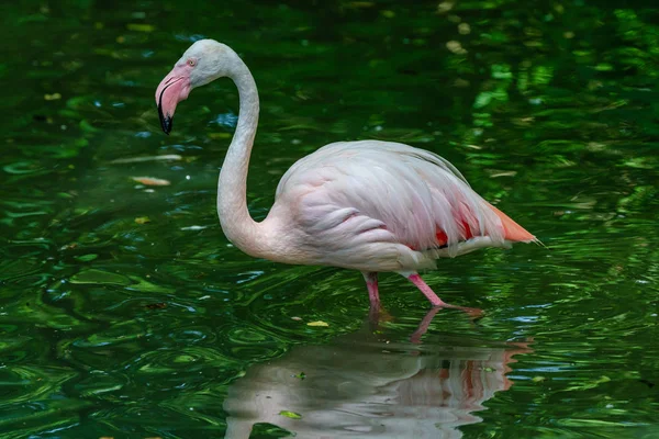 Den amerikanska Flamingon Phoenicopterus ruber är en stor flamingo — Stockfoto